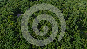 Aerial video of foliate forest and green trees captured by a drone camera top view