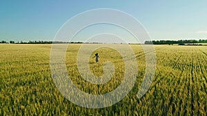 Aerial video girl wheat field