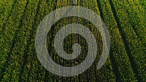 Aerial video girl wheat field