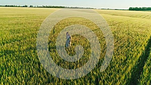 Aerial video girl wheat field