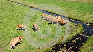 Aerial video of group of cows running in a grassy meadow in the NetherlandsAerial video circling around group of curious cows in m