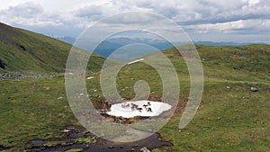 Aerial video of Herd of horses hides from horseflies on a snowfield. Kurai mountain range. Group of tourists on background