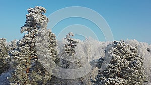 Aerial video from lifting up drone of pine and birch forest under snow in winter season