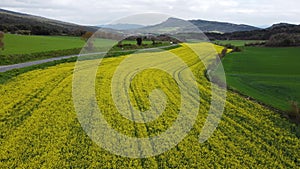 Aerial video over a flowering rapeseed field next to a road in Spain. Rapeseed oil