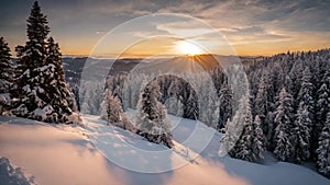 Aerial Video of Snow Covered Trees