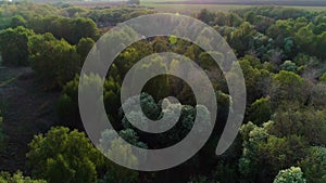 Aerial video of summer green forest at sunset