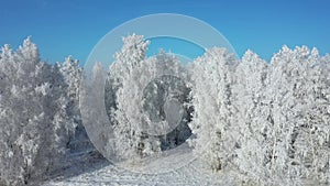 Aerial video view from sideways moving drone along birch forest under hoarfrost in winter season