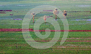 Aerial view of 4 Palm trees in the farmers fields near Luxor Egypt