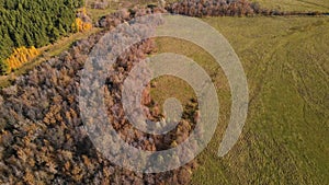 Aerial View Above Forest in Fall