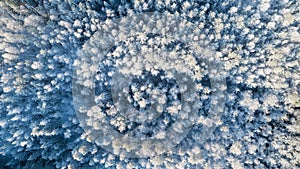 Aerial view from above of winter forest covered in snow. Pine tree and spruce forest top view