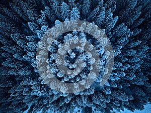 Aerial view from above of winter forest covered in snow. Pine tree and spruce forest top view. Cold snowy wilderness