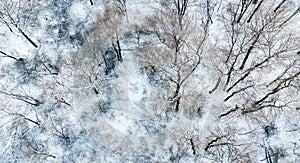 Aerial view from above of winter forest covered in snow. Pine tree and spruce forest top view. Cold snowy wilderness drone