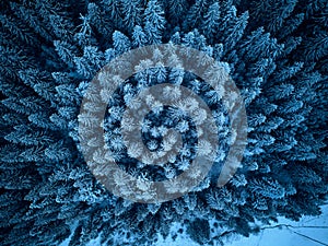 Aerial view from above of winter forest covered in snow. Pine tree and spruce forest top view. Cold snowy wilderness