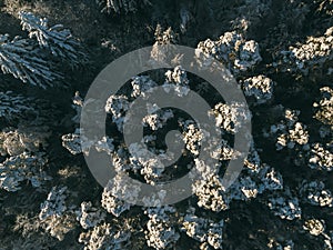 Aerial view from above of winter forest covered in snow. Pine tree and spruce forest top view.