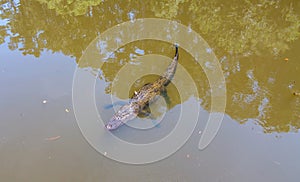 Aerial view of an adult American Alligator