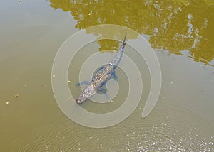 Aerial view of an adult American Alligator