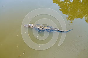 Aerial view of an adult American Alligator