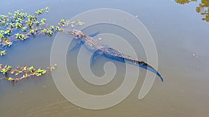 Aerial view of an adult American Alligator