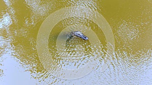 Aerial view of an adult American Alligator