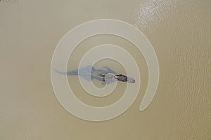 Aerial view of an adult American Alligator