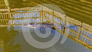 Aerial view of an adult American Alligator