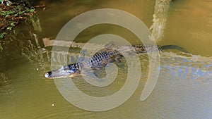 Aerial view of an adult American Alligator