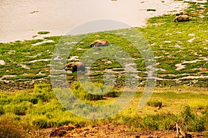 Aerial view of African Elephants - Loxodonta Africana at Enkongo Narok Swamp at Amboseli National Park in Kenya