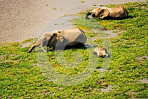 Aerial view of African Elephants - Loxodonta Africana at Enkongo Narok Swamp at Amboseli National Park in Kenya