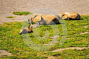 Aerial view of African Elephants - Loxodonta Africana at Enkongo Narok Swamp at Amboseli National Park in Kenya