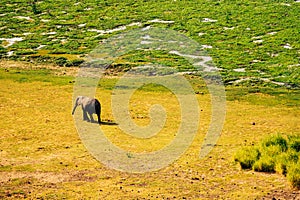 Aerial view of African Elephants - Loxodonta Africana at Enkongo Narok Swamp at Amboseli National Park in Kenya