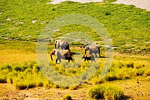 Aerial view of African Elephants - Loxodonta Africana at Enkongo Narok Swamp at Amboseli National Park in Kenya