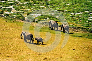 Aerial view of African Elephants - Loxodonta Africana at Enkongo Narok Swamp at Amboseli National Park in Kenya