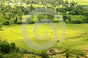 Aerial view of agricultural fields.