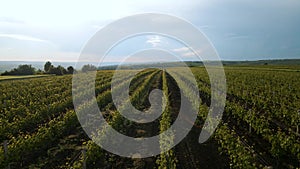 aerial view of Agricultural lands with vineyards. High quality 4k footage.