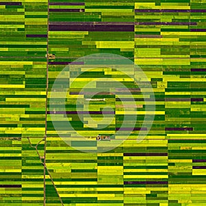 Aerial view of an agricultural landscape composed of rectangular fields in varying photo