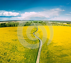 Aerial View Of Agricultural Landscape With Flowering Blooming Rapeseed, Oilseed In Field In Spring Season. Blossom Of