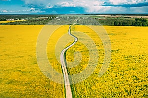 Aerial View Of Agricultural Landscape With Flowering Blooming Rapeseed, Oilseed In Field In Spring Season. Blossom Of