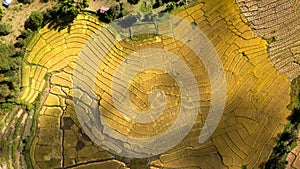 Aerial view agriculture golden rice field terrace in harvest season, Rice plantation in mountain hill north of Thailand, Pattern