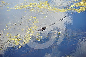 Aerial view of an alligator