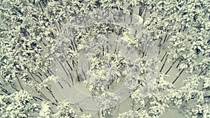 Aerial view along the winter forest