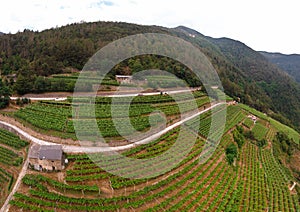 Aerial view of the alpine vineyards on a summer day. flat rows of fields, farms, small village of Faver, famous for wine