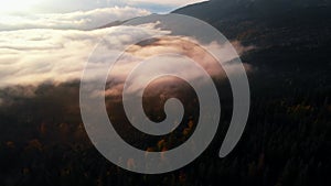 Aerial view: Amazing Thick Morning Fog Covering Mountains Spice and Spruce Forest.