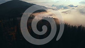 Aerial view: Amazing Thick Morning Fog Covering Mountains Spice and Spruce Forest.