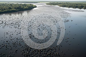 aerial view of the amazonas with flock of birds flying in formation