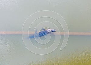 Aerial view of an American Alligator in Mobile Bay