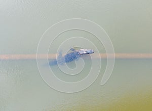 Aerial view of an American Alligator in Mobile Bay