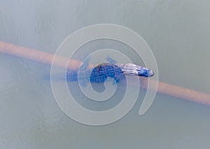 Aerial view of an American Alligator in Mobile Bay