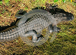 Aerial View Of An American Alligator Resting In The Swamps Of The Everglades National Park Florida