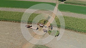 Aerial View of an Amish Family Farm Harvesting it`s Corn Crop on a sunny Autumn Day