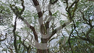 Aerial view of ancient tropical tree in De Djawatan forest, Java, Indonesia